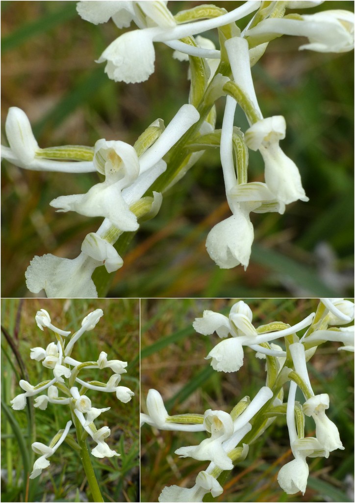 Orchidee in Sardegna, un fine settimana a 78 giri!